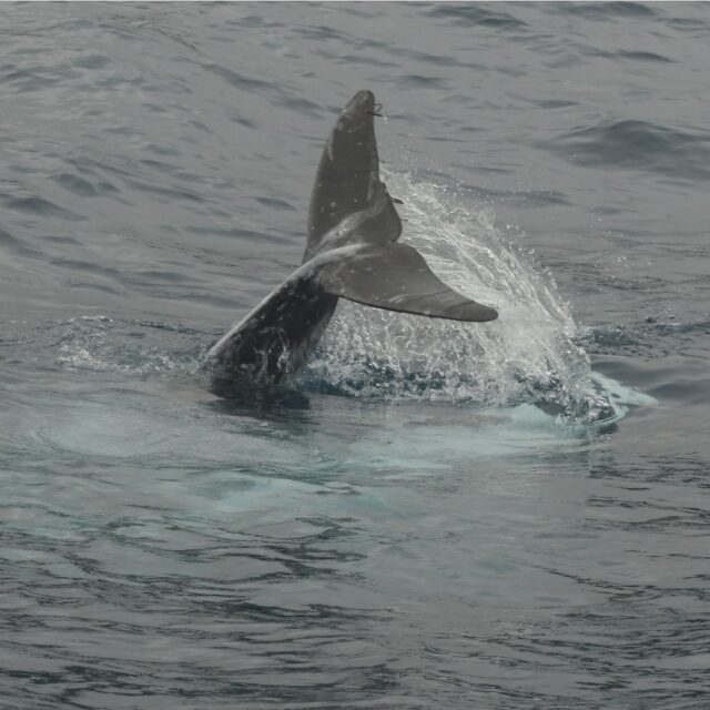 The first trip and test ride with our own boat went well today and straight to Risso's- who were hanging out in front of our harbour. Very happy to see the youngster "Boomer" entering his 3rd summer under the wings of his mother M1h2 . We saw some other females following this leading pair, while being consorterd by the 5 resident males of the "Tomar" pod.
@pietervanderharst
@maks_nabzdyk
@aylahm_
#grampus #marinemammalresearch #longtermdata #azores