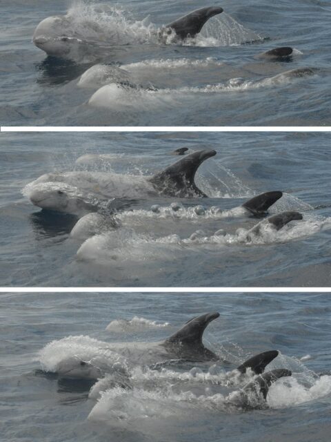 Surfing the waves!
#grampus #fieldworkresearch #atlanticocean #rissosdolphin #surfing