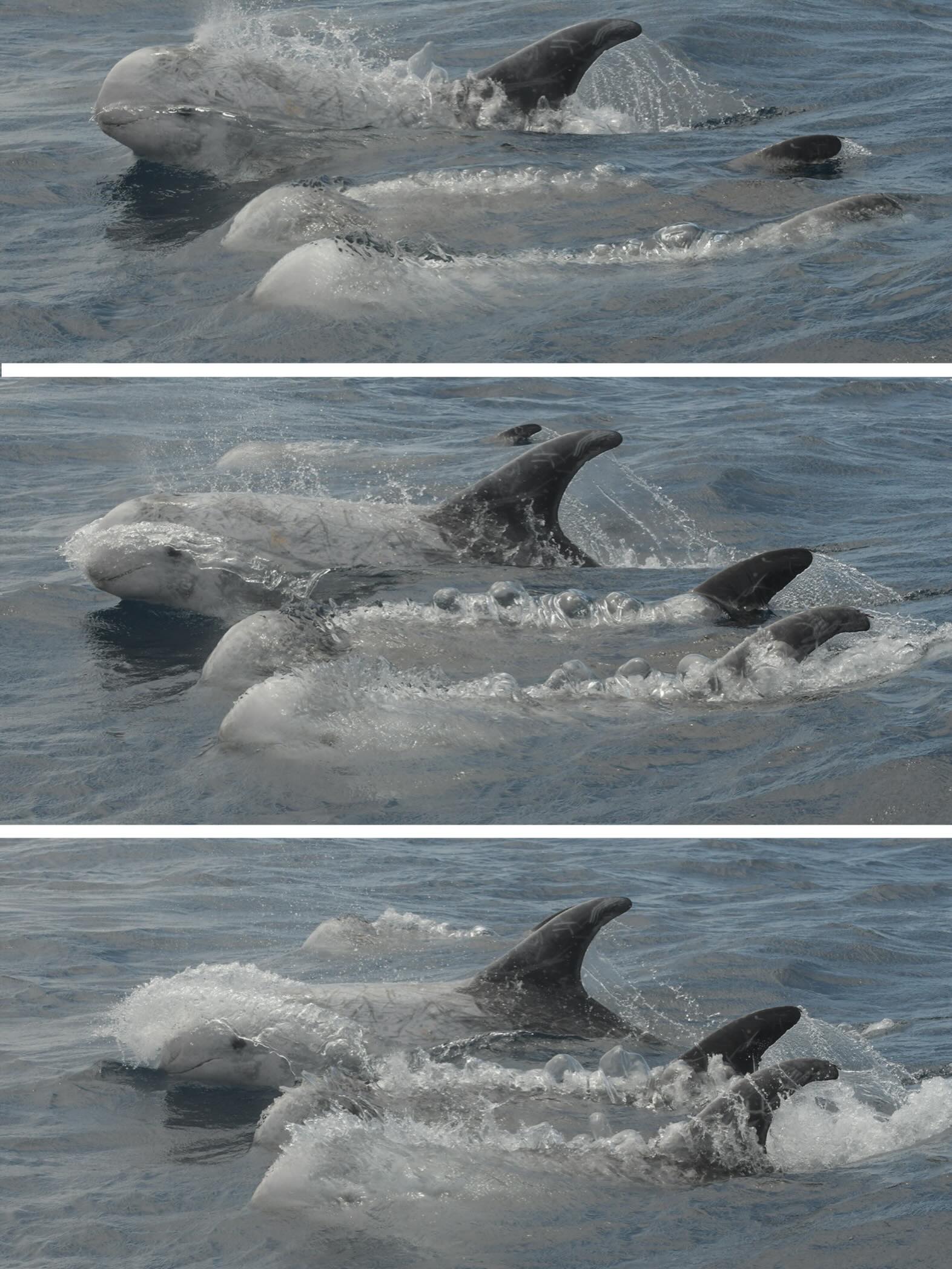 Surfing the waves!
#grampus #fieldworkresearch #atlanticocean #rissosdolphin #surfing