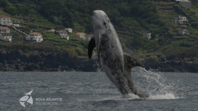 Frontal breach of a Risso's dolphin male.

#rissosdolphins 
#atlanticocean 
#longtermresearch #marinemammalbiology 
#azores
