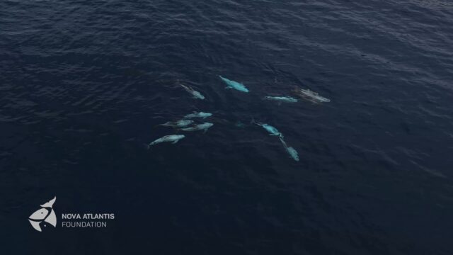 Last week our drone was directed from land, filming a group of Risso’s dolphins super close to shore. We were out in a small zodiac kindly provided by a friend and following males and females with calves for a while, who seemed to be calmy resting.
But suddenly there was some commotion, and the drone footage gave us another detailed insight in Risso’s dolphins society:
Here you see the 9 males of IKB. A selection of 4 males is racing towards a female and her newborn calf. They may sense that another IKB member is trying to reach out to the mother with the newborn, swimming in a dominant mating position behind her. When the other 4 males arrive to the scene a female with an older calf is blocking the access to the targeted female by swimming right underneath her.
For us this is an amazing little insight of how mutual female protection and instincts may work. “Target Scar”, the mother of the newborn has lost her first 2 calves. For some reason she preferred the presence of males over the more solid nursery systems until this year, a choice that did not work out well in terms of reproduction success. This is her 3rd confirmed offspring and with this calf she is finally hooking up with other mother-calf pairs. We hope this little one will make it!
#socialbehaviour #rissosdolphin #socialecology #drones #azores
@pietervanderharst
@maks_nabzdyk
@aylahm_
@annnika26
@karin_l_hartman