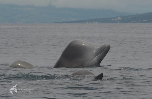 THEY ARE BACK!
#northernbottlenosewhale
#hyperoodonampullatus
#beakedwhales
#bubbliciousdelicious
#grampasfeverison