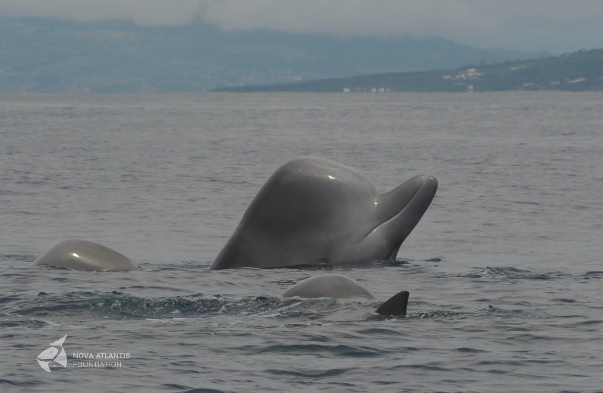 THEY ARE BACK!
#northernbottlenosewhale
#hyperoodonampullatus
#beakedwhales
#bubbliciousdelicious
#grampasfeverison