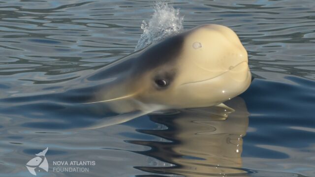 Fifty shades of YELLOW!
Calving season is on and we found 6 newborns with their typical yellowheads so far this season. The first baby was sighted on June 21, the third confirmed calf of “Target Scar”. This female likes to hang out with the big males, which is not the best spot for a newborn Risso’s dolphin. Until now, we resighted the couple during 10 sightings. Lately they merged with 2 other resident females, both with older calves. One of them is “Boefje” and he has an uninvited visitor sucked into his already damaged dorsal fin. The little nursery of just 3 mc’s seems to do well; let’s hope they will continue to do so. Furthermore, we found one newborn in a group of older females, and last week a widely spread field with 7 mc pairs that popped up with some very sneaky hidden yellowheads.
Let’s see what this full moon will bring.
The yellower the brighter!
#calvingseason
#grampusgriseus
#marinemammals
#marinemammalscience
#lifehistory