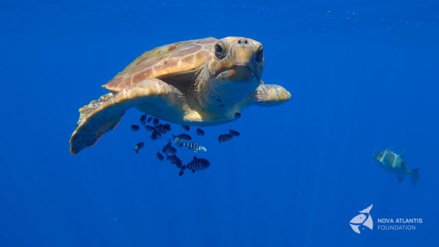 This curious turtle was missing a part of his left flipper. But it was nice to meet him/her yesterday in that big blue ocean,
and to see his pilotfish friends, including one Atlantic triggerfish.
#seaturtles
#carettacaretta
#balistescapriscus
#naucrates
#goproadventures
