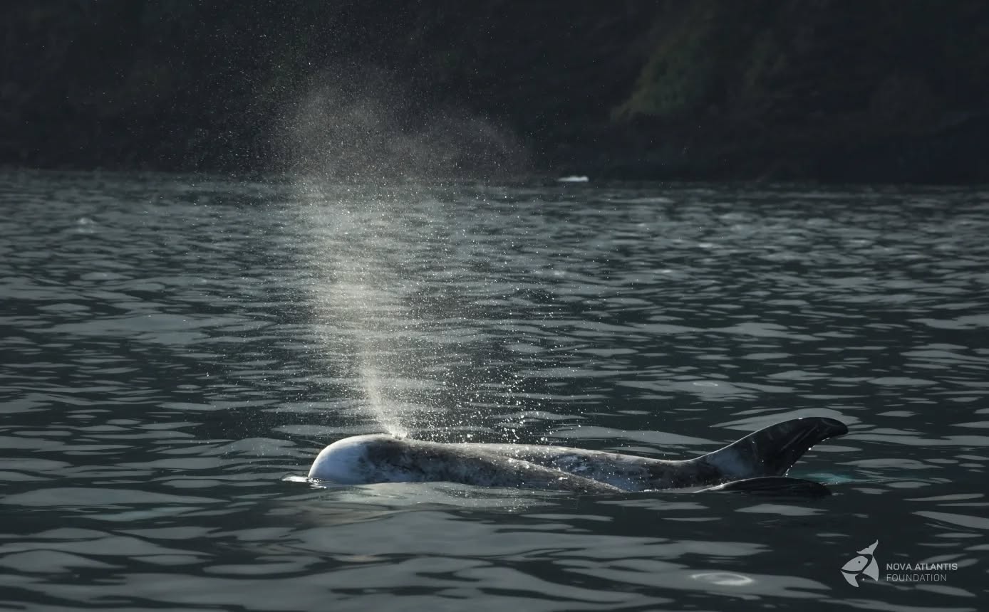 When the boys are blowing out a heart... 🤍 😍
#blowout #breathe #blow #heart #cor #heartshape #male #boys #rissosdolphin #grampusgriseus #cetaceans #marinemammals #whalesofinstagram #research #conservation #fieldwork #atsea #atlantic #ocean #azores #pico #picoIsland #pictureoftheday #photooftheday #nikon #nikonphotography #natgeo #natgeowild #natgeophotography #keepongramping