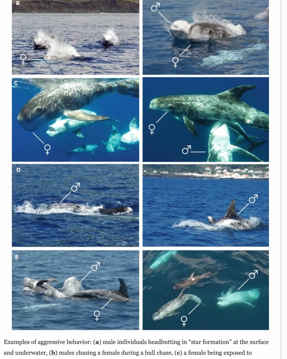 Today the brand new book "Sex in cetaceans" was published, including free open access! Chapter 13 is about mating strategies in Risso's dolphins introducing new finding such as female choice and male-calf care! Have a look and discover what a great species they are!
https://link.springer.com/chapter/10.1007/978-3-031-35651-3_13
#rissosdolphin #grampusgriseus
#ageclasses #aggression #sex #alloparentalcare #consortship #femalechoice #mating #strategy #infanticide #polygynandry #scramblecompetition #synchrony
#book #publication #figuresample #novaatlantisfoundation #science #conservation #cetaceans #marinemammals #behaviourecology #keepongramping
@springernature