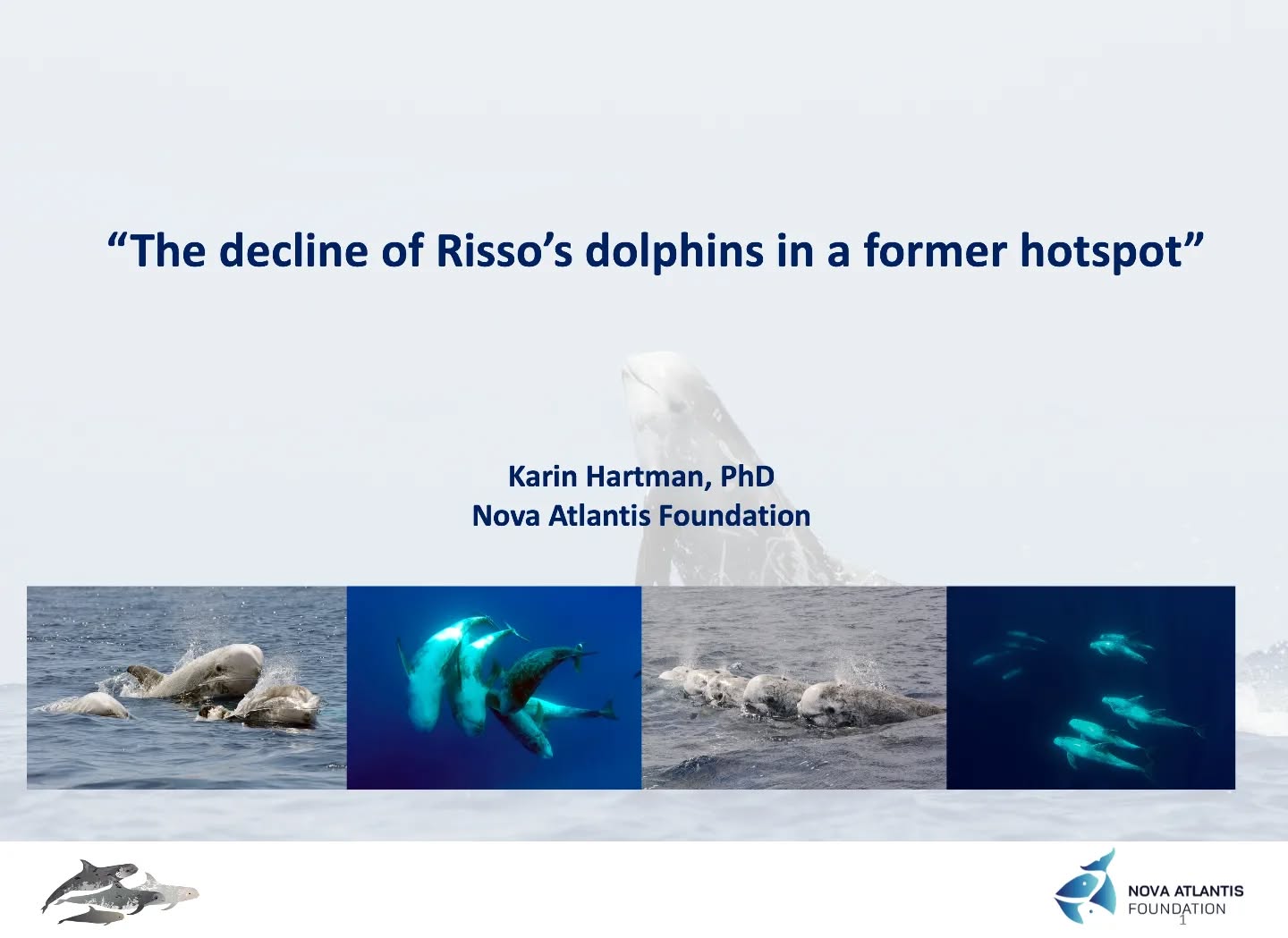 Tomorrow we will present a talk at 10:30 Azorean time ( -1 GMT; -2, The Netherlands), during the 4th “Bienal das Baleias” Conference in Lajes do Pico. Our talk will be about why not to swim with wild Risso’s dolphins. We will talk about past research results and present trends observed in our population.
The morning and afternoon presentations will be broadcasted by Lajes TV through:
https://www.facebook.com/LajesTV
https://cm-lajesdopico.pt/.../4-bienal-das-baleias-nas...
#conference #talk #presentation #dontswimwithdolphins #tourism #whalewatching #responsibility #impact #population #decline #rissosdolphin #grampusgriseus #hotspot #pico #picoIsland #ribeirasbay #azores #atlantic #ocean #research #conservation #result #trend #cetaceans #marinemammals #teamwork #keepongramping