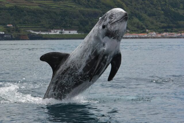 WOOHOO! Today our manuscript "Kinship study reveals stable non-kin-based associations in a medium-sized delphinid", was accepted for publication in Behavioral Ecology and Sociobiology.
This was a very long process, with data having been collected between 2009-2011, intense lab work and the longest peer review process in our career, mainly due to lack of reviewers. Anyways! We can hopefully soon share the content! Risso's Rock! 💙
#data
#kinship
#alliances
#association
#stableclusters #socialstructure
#marinemammals #cetaceans #rissosdolphin
#research #conservation
#atlantic #azores #picoisland #ribeirasbay
#novaatlantisfoundation
#natgeo #natgeophotography #pictureoftheday #photooftheday #publication #acceptance