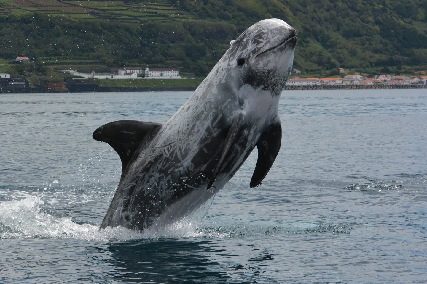 WOOHOO! Today our manuscript "Kinship study reveals stable non-kin-based associations in a medium-sized delphinid", was accepted for publication in Behavioral Ecology and Sociobiology.
This was a very long process, with data having been collected between 2009-2011, intense lab work and the longest peer review process in our career, mainly due to lack of reviewers. Anyways! We can hopefully soon share the content! Risso's Rock! 💙
#data
#kinship
#alliances
#association
#stableclusters #socialstructure
#marinemammals #cetaceans #rissosdolphin
#research #conservation
#atlantic #azores #picoisland #ribeirasbay
#novaatlantisfoundation
#natgeo #natgeophotography #pictureoftheday #photooftheday #publication #acceptance