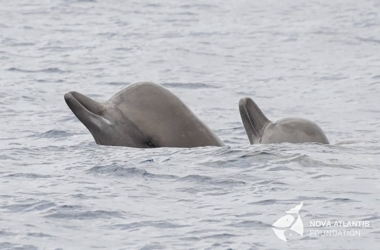 Thank you for your support in 2023!
Wishing you all a very happy 2024!
🐬🙃🐋
#happynewyear
#novaatlantisfoundation
#keepongramping