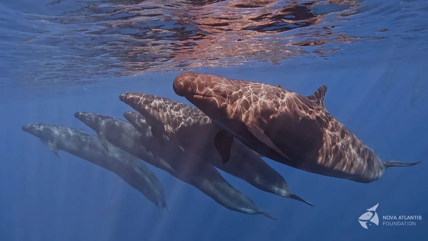 Happy World Earth Day with some Pc from August 2023!
🩵
#pseudorca #falsekillerwhale #pseudorcacrassidens #blackfish #cetaceans #marinemammals #whalesofinstagram #wall #line #synchrony #pod #worldearthday #memory #underwater #underwaterphotography #gopro #pictureoftheday #photooftheday #natgeo #natgeowild #research #conservation #atlantic #ocean #azores #picoisland #pico #fieldwork #keepongramping