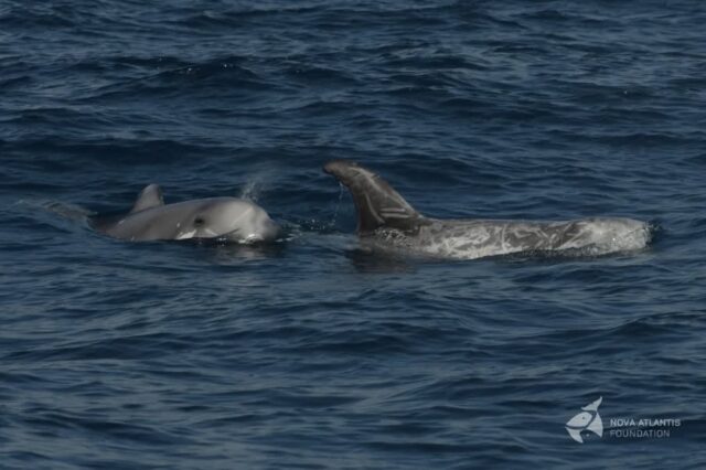 Our first sighting of short-finned pilot whales (crossing the Bay in a large but spread out group) and next the first Risso's dolphin nursery with older calves and very well known females. And passing by in their vicinity we saw the males from "Tomar" in good company of a young female who loves to hang out with them.
A succesful test trip with our other boat Moleiro!
with
@debbyopreis
Martijn van Schie
@pietervanderharst
#pilotwhales #shortfinnedpilotwhale
#globicephalamacrorhynchus #rissosdolphin
#grampusgriseus #nursery #females #calves #males #tomar #goodcompany
#fieldwork #atsea #research #conservation #science #fortheanimals #dorsal #photoid #whalesofinstagram #cetaceans #marinemammals #atlantic #ocean #azores #picoisland #pictureoftheday #photooftheday #natgeophotography #keepongramping