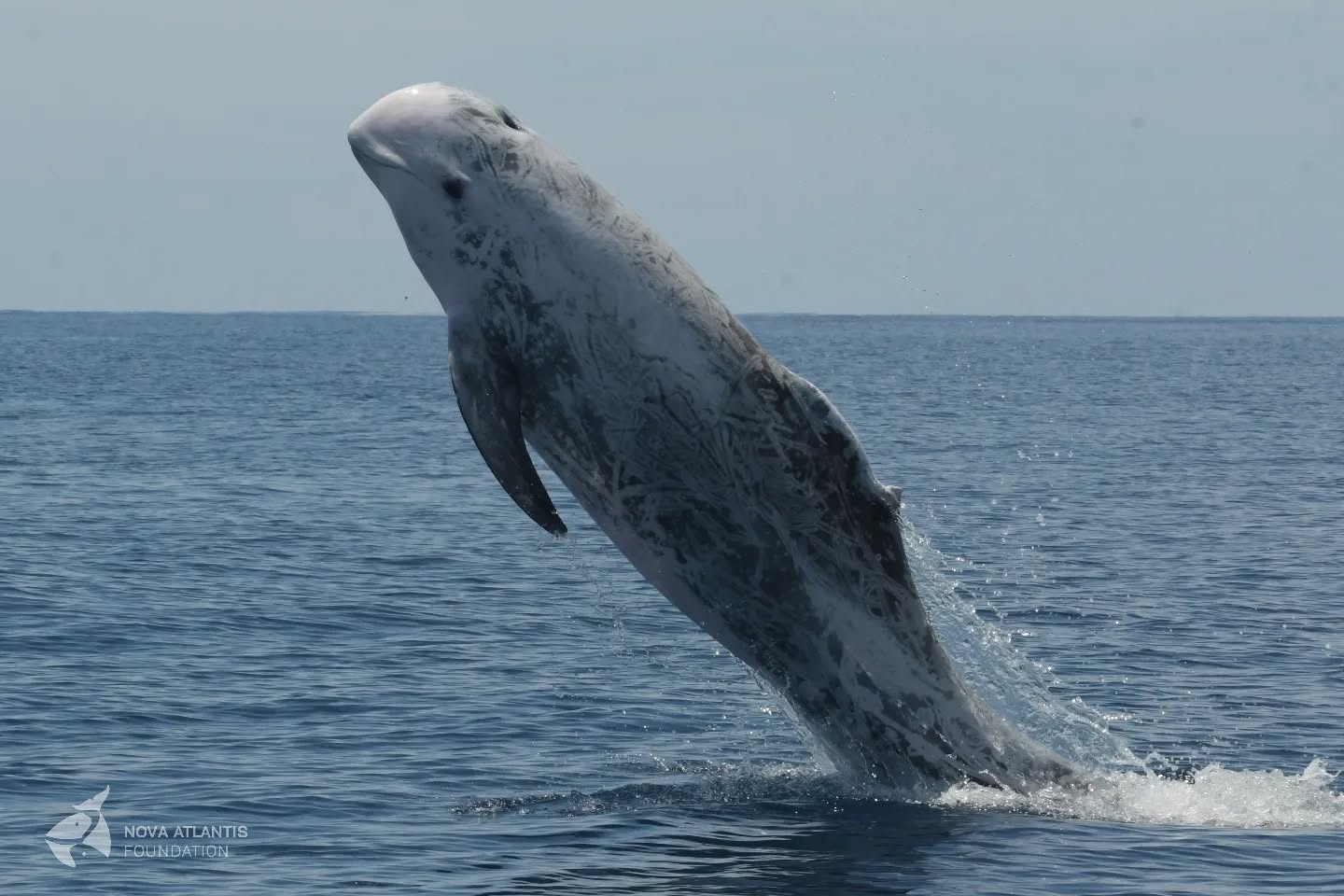 S11c (Oscar) taking off to chase a female...
😍
#male #oscar #rissosdolphin #grampusgriseus #dorsalfin #jump #behaviour #chasingfemales #cetaceans #marinemammals #whalesofinstagram #research #conservation #fieldwork #atsea #atlantic #azores #azoresislands #pico #ribeiras #pictureoftheday #photooftheday #natgeo #natgeowild #nikon #nikonphotography #keepongramping