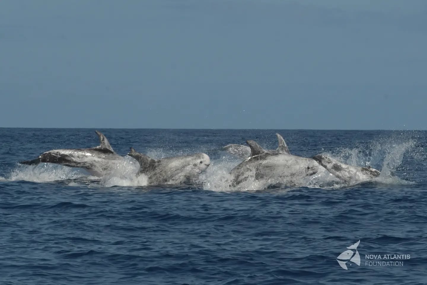 Lots of chasing and racing lately... The mating season is on!
#male #race #female #chase #mating #strategies #matingseason #rissosdolphin
#grampusgriseus #cetaceans #marinemammals
#whalesofinstagram #fieldwork #atsea #research #conservation #behaviour #behaviourecology #atlantic #ocean #azores #picoisland #pictureoftheday #photooftheday #natgeo #natgeowild #nikon #nikonphotography #keepongramping