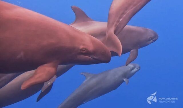 Ribeiras Bay is a place where many different cetacean species can show up close to shore.
Three days ago a group of more than 25 false killer whales passed by, calmly following the coastline. Some of them came close to inspect our boat..
Besides playful subadults and several females and calves, we saw the large male “Zeus” a well-known individual to the Azorean false killer whale catalogue. The water is warm and several tuna species are around so over the last days these impressive predators have been regularly sighted in our waters.
#falsekillerwhales #pseudoorcacrassidens #blackfish #toppredator #zeus #photoidentification #cetaceans #marinemammals #whalesofinstagram #species #tuna #ecosystem #fieldwork2024 #novaatlantisfoundation #research #conservation
#picoftheday #Pico #azores #MPA #atlantic #ocean #natgeo #natgeophotography #gopro #underwaterphotography #nikon #photooftheday #keepongramping