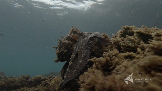 Although we spend most of our hours at sea with Risso’s dolphins, there are the other precious moments with unique creatures and surprises…
1-Common octopus
2-Sei whale (on the way in)
3-Giant devil ray’s
4-Loggerhead turtle
5-Leatherback turtle
6-Hundreds of Atlantic spotted dolphins
#sealife #seaanimals #commonoctopus #seiwhale #mobula #ᴅᴇᴠɪʟʀᴀʏꜱ #loggerheadturtle #loggerhead #leatherback #atlanticspotteddolphin #stenellafrontalis #borealis #octopusvulgaris #mpa #naturephotography #gopro #gopro10
#nikon #picoftheday #naturephotography #nature #novaatlantisfoundation #pico #azores #azoresislands #atlanticocean
#fieldworkresearch