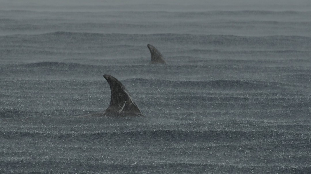 Keep on Gramping! 🌧🌫
#rain #fieldwork #water #grampingintherain #atlanticocean #rissosdolphin #grampus #nikonphotography #graphicscenes