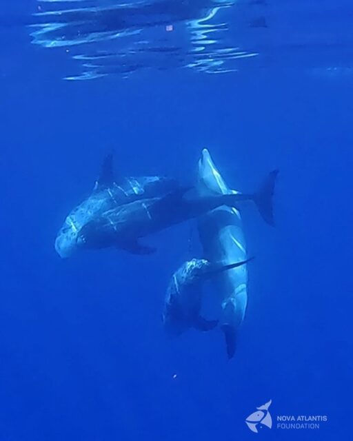Social interactions between Risso's and bottlenose dolphins.
#marinebiology #marinemammals #oceanicdolphins #tursiopstruncatus #grampusgriseus #brainmass #intelligence #animalbehavior #animalbehaviour #pico #azores #novaatlantisfoundation