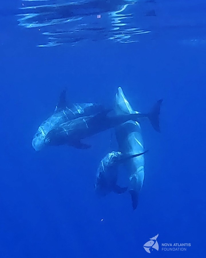 Social interactions between Risso's and bottlenose dolphins.
#marinebiology #marinemammals #oceanicdolphins #tursiopstruncatus #grampusgriseus #brainmass #intelligence #animalbehavior #animalbehaviour #pico #azores #novaatlantisfoundation