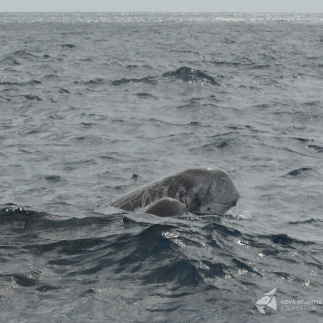 Risso's female and her baby..😍

#marinelife #newlife #neonatebabies #smallies #easterlies #autumn #greylight #novaatlantisfoundation #azores #picoftheday #nursery #cetaceanresearch #grampusgriseus #grampus #rissosdolphin #precious