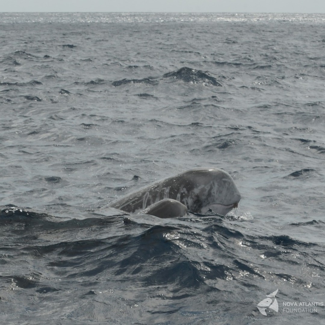 Risso's female and her baby..😍

#marinelife #newlife #neonatebabies #smallies #easterlies #autumn #greylight #novaatlantisfoundation #azores #picoftheday #nursery #cetaceanresearch #grampusgriseus #grampus #rissosdolphin #precious
