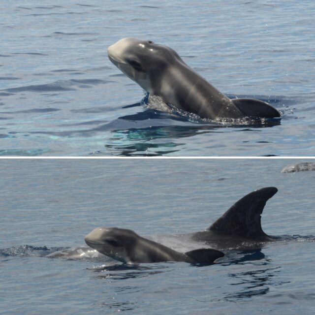 The summer months are the calving season for several resident species in the Azores including Risso’s dolphins. Well, this has been a successful year since we encountered 11 single new-born babies.
But the condition of several neonates was abnormal. 

For example, “Newborn nr 1” was super small and skinny. We only saw the mother-calf couple twice within the same week and have no current record on the status of the baby.

Newborn nr 2 was covered in some sort of strange grey film, which gradually faded but then the baby appeared with a damaged dorsal fin. Since this mother-calf pair was often found alone, we assume that the calf has been targeted by a predator, while the mother was foraging below, in the deep-sea. It is super strange that a female roams alone with her newborn; this a new pattern that we don’t understand. Normally mothers with calves’ swim in a nursery with other mothers and calves, and they take turns babysitting on each other’s offspring when the mother is foraging. 

Newborn number 10 showed signs of mechanical scarring and had a bent and damaged dorsal fin.

We also saw “normal” looking calves like NB 3, 4, 5, 9 and 11. We can only hope that all calves will make it through the first crucial months and hope to see them back alive and kicking.
 
1-NB1, at 13/06
2-NB1 at 20/06
3-NB 2, at 24/06
4-NB 2, detail dorsal NB2 in August
5-NB 3 & 4, sighted at 11/07 and 14/07
6-NB 5, sighted at 14/07
7-NB 9, sighted at 20/08
8-NB 10, sighted at 24/08 and 27/08
9-NB 10, detail dorsal NB11
10-NB 11, sighted 24/08 and 27/08

#neonates
#babies
#grampusgriseus
#rissosdolphins
#calvingseason
#marinemammals
#atlanticocean
#longtermresearch
#novaatlantisfoundation