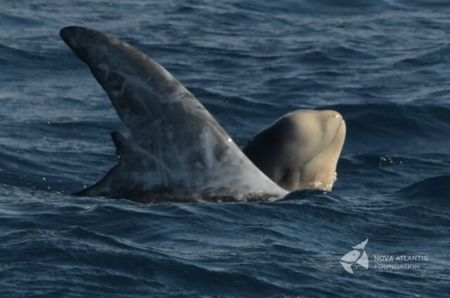 After two weeks of ‘Easterlies’ (high swell, choppy seas), the last part of our fieldwork season has not been easy. But in between we were able to go out and Neptune had some surprises in stock for us. First, we saw a huge group with around 80 Risso’s dolphins, travelling within their own social unit, but it looked like the entire population was starting a migration! Plus, we finally re-sighted the mother of our first newborn of this season in the group, but unfortunately without her baby. She was consorted by the IKB males for which she shows a strong preference.

And there was a lot to choose from!

In the front of this field, we found a very famous resident lady (M1c) with her 6 th (!) confirmed newborn calf. We have known this female since 2004, and interestingly her firstborn, a male, was also present in this field, as a proper adult.

So, with the loss of newborn no. 1 but the counter of newborns at 12, who would expect another nursery popping up on the verge of autumn in front of our research station including 3 (!) newborns? Wow!

A total of 15 babies have been sighted by us during our 2024 fieldwork, which is a lot compared to the very lean last couple of years. However, half of their mothers are unknown to us (not in our catalogue), and the groups don’t stay in the area but only seem to pass by.

We hope they are surfing the high waves at the moment!

#rissosdolphin #grampusgriseus #baby #calf #yellowhead #newborn #counter #mothers #migration #observation #marinemammals #cetaceans #whalesofinstagram #research #conservation #fieldwork #easterlies #atlantic #ocean #azores #picoisland #pictureoftheday #photooftheday #natgeo #natgeophotography #nikon #nikonphotography #novaatlantisfoundation #keepongramping