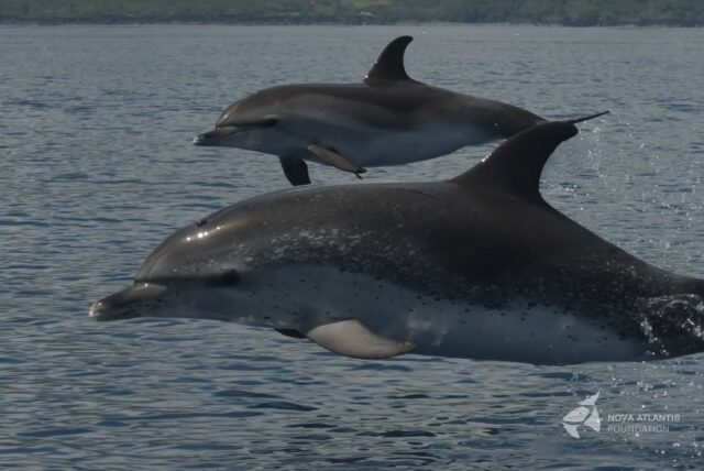 A glimpse back to June:
some crazy spotted dolphins, almost jumping inside the boat...
😅
Only the sky is the limit!
🐬🩵

#spotteddolphins #stenellafrontalis #jump #flyhigh #behaviour #research #conservation #fieldwork #memory #highlight #cetaceans #marinemammals #dolphins #atlantic #ocean #azores #picoisland #pictureoftheday #photooftheday #nikon #nikonphotography #natgeo #natgeophotography #novaatlantisteam #keepongramping