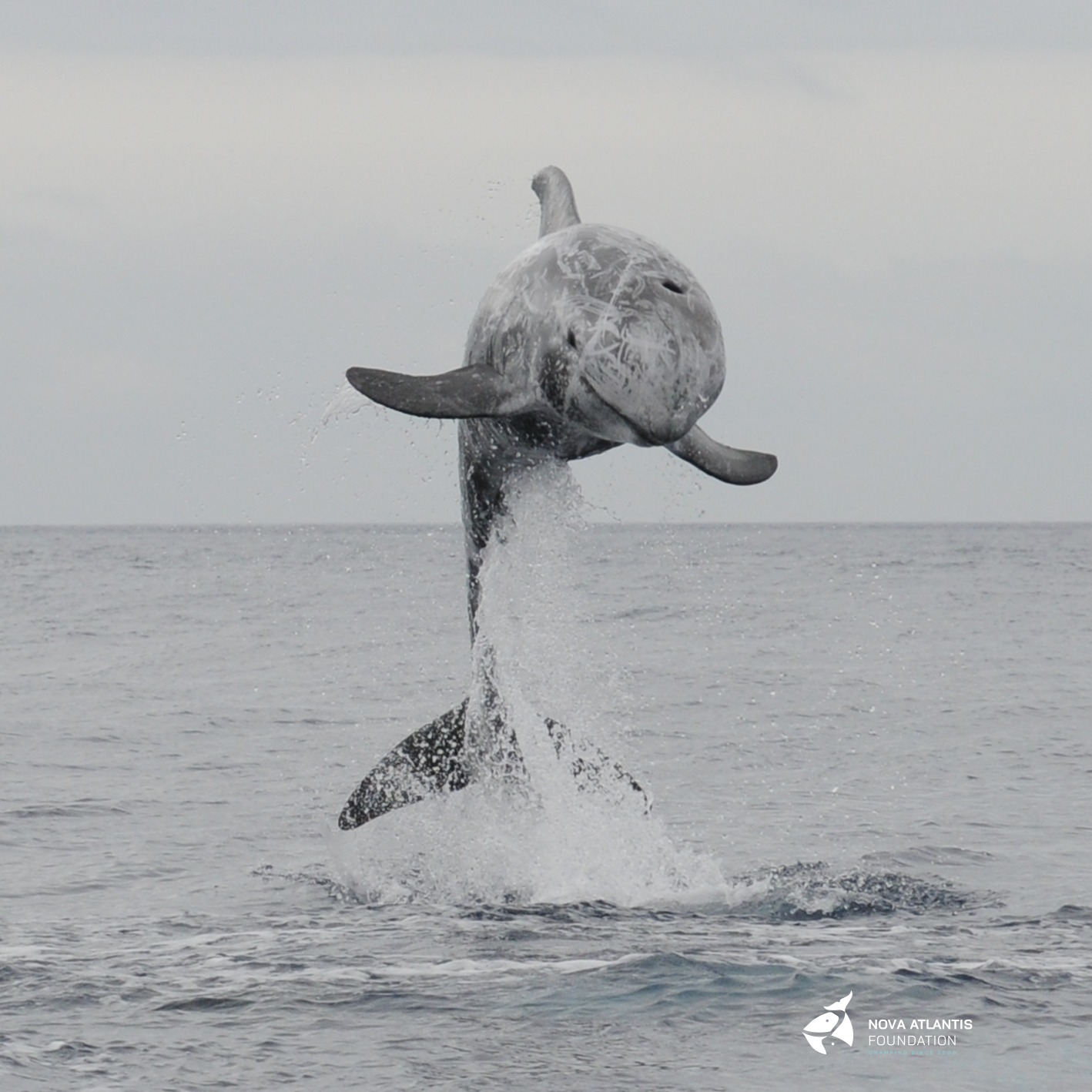 Today is a good day for a pic of Jolly Jumper.
#grampus #grampusgriseus #longtermresearch #marinebiology
#marinemammals #azores #pico #novaatlantisfoundation