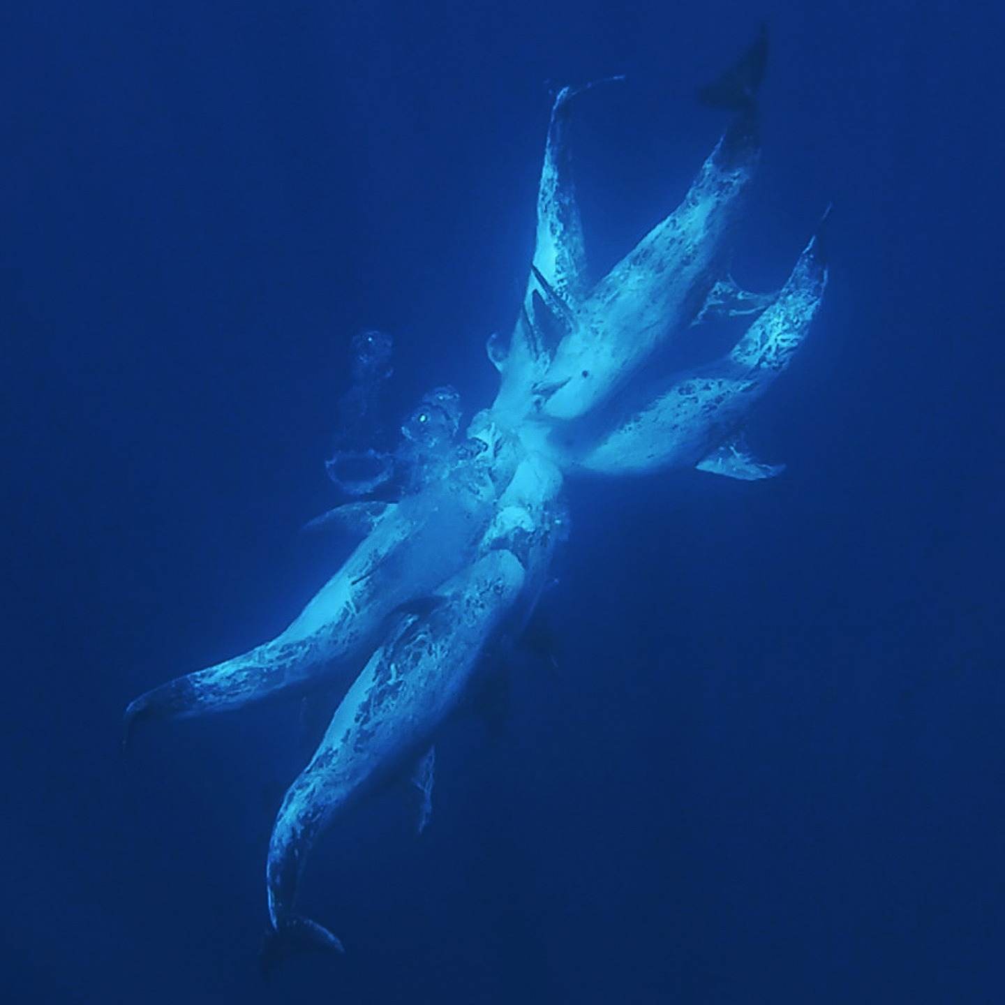 Dear Risso’s dolphin enthusiasts,
We are excited to announce that our workshop, Keep on Gramping 3.0, has been officially accepted for the
2025 European Cetacean Society Conference in Ponta Delgada! 

Workshop Details:
Date: May 12th, 2025
⏰ Time: Half-day morning session
 Location: University of the Azores
Format: Fully hybrid (in-person & remote participation)

Many of you were already aware that we were working on this, and now it is officially confirmed!
Information about the workshop will be uploaded soon on the ECS website too.

Call for Presentations:
We will kick off the workshop with a series of brief presentations (5-10 minutes) from researchers
worldwide, focusing on Risso’s dolphins. Our aim is to provide a broad perspective on the current status of the species across different regions, with a particular emphasis on conservation.
If you’d like to present your latest findings on the Risso’s dolphin population you study, we invite you to
submit a proposal!
To apply, please send an email to me [arianna.fornaroli@outlook.com] and/or Karin Hartman
[oceanwatch@gmail.com] with:
Your name & affiliation
- Title of your presentation
- Study area covered
- Whether you’ll attend in person or remotely (for logistic reasons)
Please note that due to time constraints, we may not be able to accommodate all presentation requests. However, we will keep you updated as the program takes shape.
If you have any suggestions, feel free to share them! Looking forward to hearing from you and hopefully
seeing many of you in Ponta Delgada.
✨ Best,
Arianna & Karin