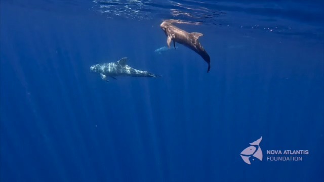 It seems that we finally have a fixed nursery this season with 7 females and calves.There are some naughty calves in this group, one of which checks out our boat and turns upside down, a dominant display.. Could it be a male? 👀
#marinebiology #marinemammals #cetaceanresearch #cetaceansocieties
#nursery #mothercalf #grampus #grampusgriseus #rissosdolphin #azores #azoresislands #picoisland #ribeiras #atlanticocean #mpa #natureconservation
#novaatlantisfoundation