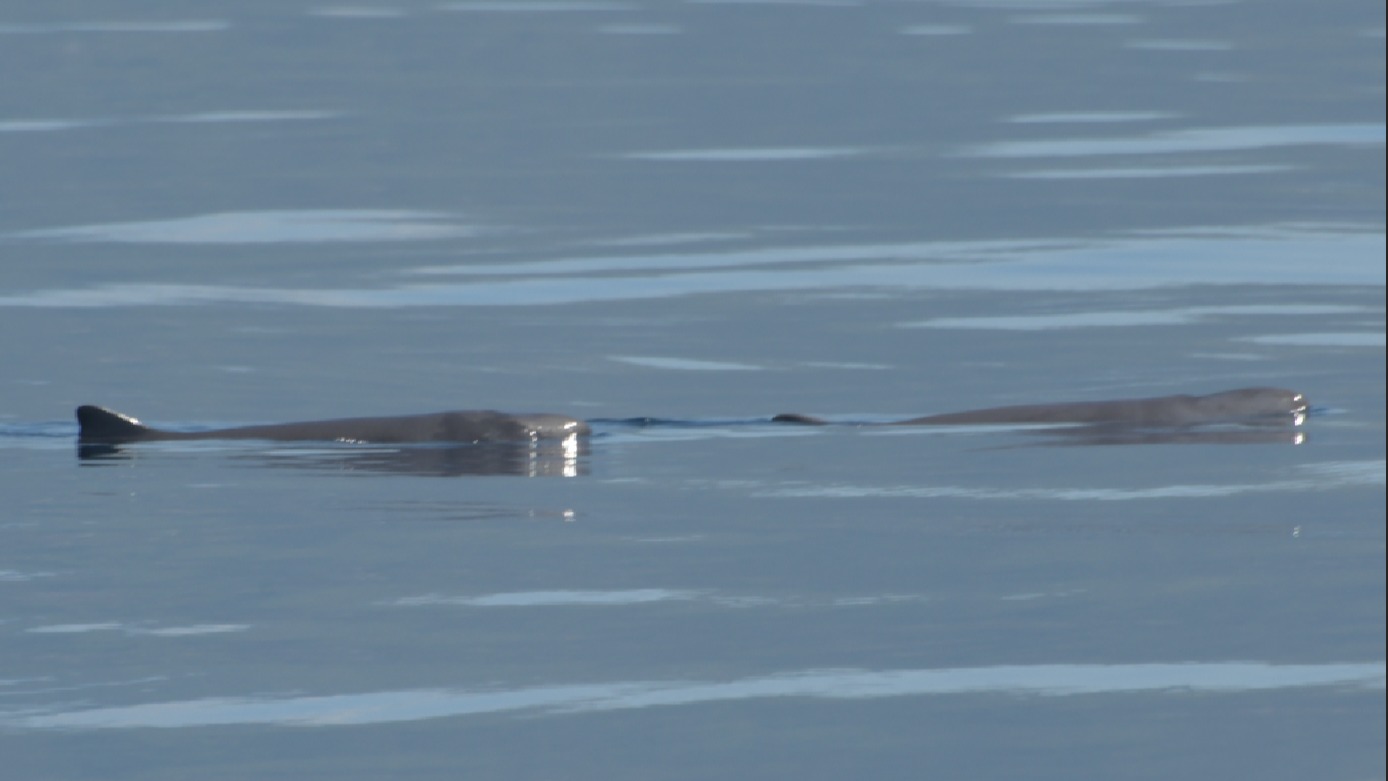 Kogia's in the ocean, last week.

#kogia 
#spermwhales 
#azores 
#worldoceansday 
#fieldwork 
#marinemammals 
#raresightings 
#protecttheocean