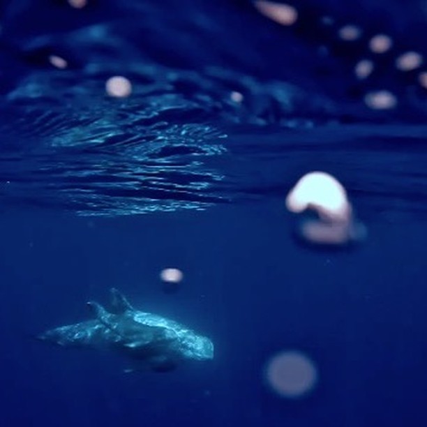 Today we present a short film on a newborn Risso’s dolphin in which you can see some rare allocare behaviour filmed on 13 and 20 June 2024. This calf is super small and skinny.
We hope it will survive… but haven’t seen the couple after the 2nd sighting…
PS. Allocare in cetaceans is described as supportive care provided for conspecific young by individuals other than the genetic parents. #marinebiology #marinemammals #nursery #femalecetaceans #allomaternalcare #allocare #neonate #newborn #newbornbaby #rissosdolphin #grampus #azoresislands #azores #picoisland #research #fieldworkresearch #fieldwork24 #novaatlantisfoundation #keepongramping