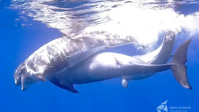 Last week we witnessed the kidnapping of a young female Risso’s dolphin by a subset of a large group of Atlantic (offshore) bottlenose dolphins.
While we were observing a group of around 8 juveniles mixed with sub-adult Risso’s dolphins, a field with ‘big blows” entered the area. About 12 large Tursiops approached the Risso’s and started to chase them. After 15 minutes they successfully separated one female, and started a multiple mating event. But first she was beaten, bitten and exhausted by the male bottlenose dolphins. There was blood in the water and the female tried to escape but was blocked by the males.
All in all, the Tursiops males assaulted the Risso’s female for more than an hour. The rest of the bottlenose dolphins’ group stayed at some distance, but as soon as they started travelling towards the south-west the bullies left the Risso’s dolphin, one by one. We followed the completely exhausted animal for 45 minutes at a respectful distance. Slowly, she was recovering and coming back to life. We left her alone and were a bit surprised that she did not merge with her former mates, who apparently had ‘left the building’.
Bottlenose dolphins are renowned for their aggressive consortships. Possible hybrids between Tursiops and Grampus have been observed in Scotland. Let’s see what comes out of this crazy event. 
Here are some pictures, video is next.

#grampus #rissosdolphin #tursiopstruncatus #mating #aggression #marinemammals #interspecific #hybrids #dominance #pico #azores #research #animalbehaviour #behaviouralecology #fieldwork #atlanticocean #delicatemoments