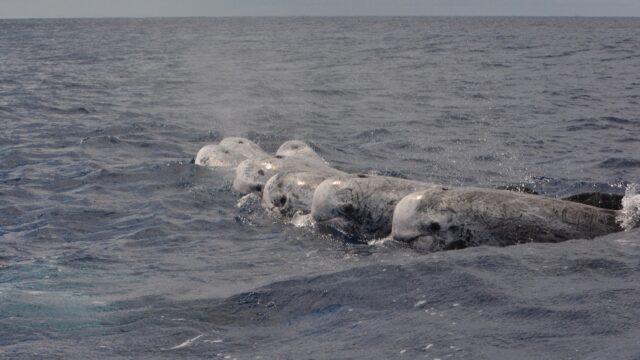 IKB was around last week and we are looking at their formation states, breathing events and forthcoming actions.. a lot of naughty stuff to look at....

#dataanalysis #dataprocessing #officework #data #marinemammalresearch #cetaceansofinstagram #rissosdolphin #malealliances #matingseason #matingsystem #politicsintheocean