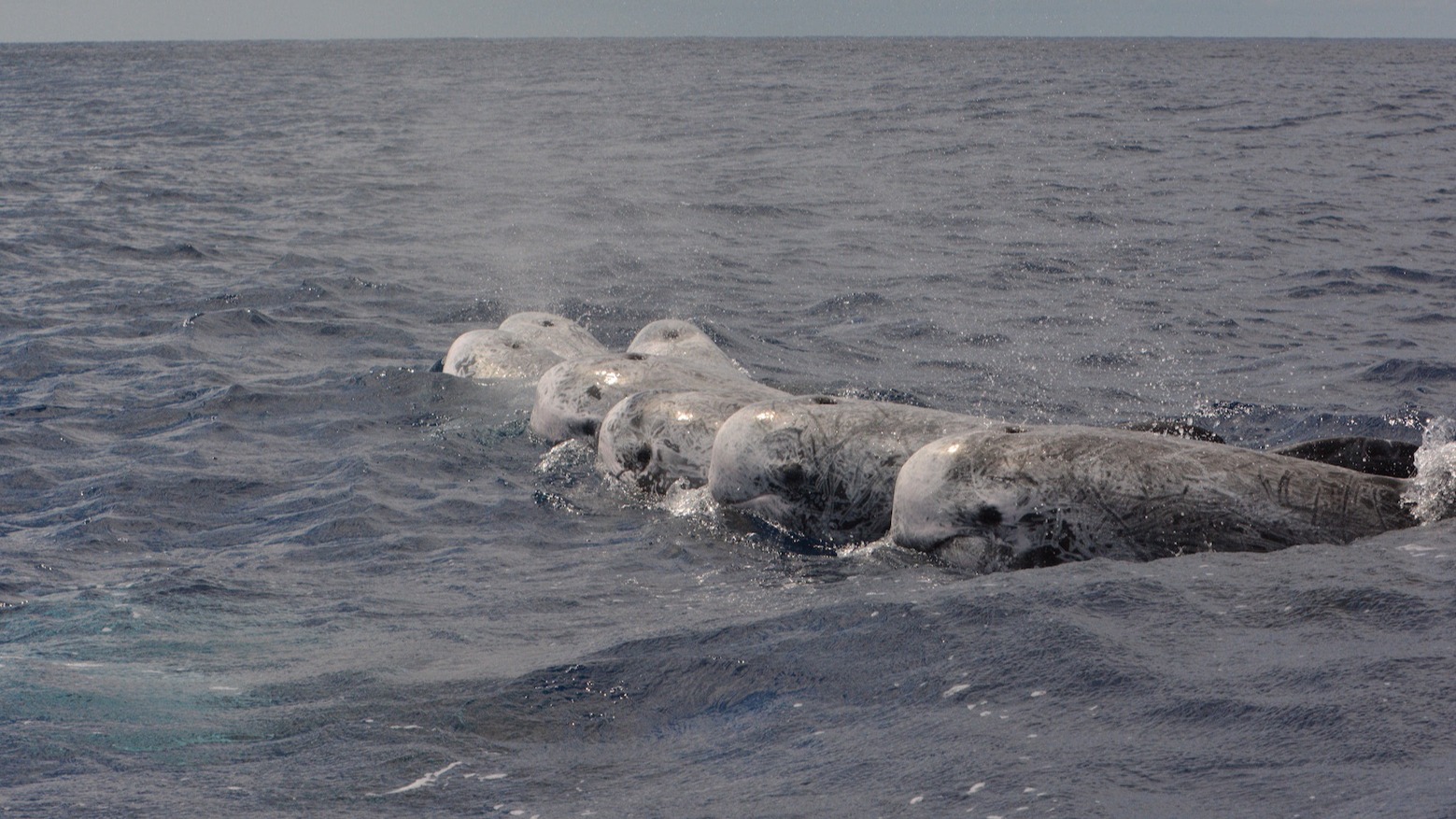 IKB was around last week and we are looking at their formation states, breathing events and forthcoming actions.. a lot of naughty stuff to look at....

#dataanalysis #dataprocessing #officework #data #marinemammalresearch #cetaceansofinstagram #rissosdolphin #malealliances #matingseason #matingsystem #politicsintheocean