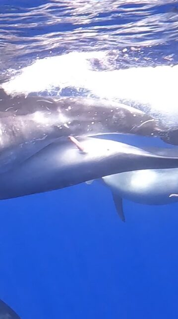 This is a video summary of the social interaction and mating event between one temporarily “kidnapped" female Risso’s dolphin, and about 15 adult male Atlantic bottlenose dolphins. This movie contains adult content.

#intraspecific #hybrids #mating #marinemammal #cetaceans #atlanticocean #socialecology #socialbehaviour #rare_footage #goprohero10 #research #marinebiology #fieldwork2025 #mixedspecies