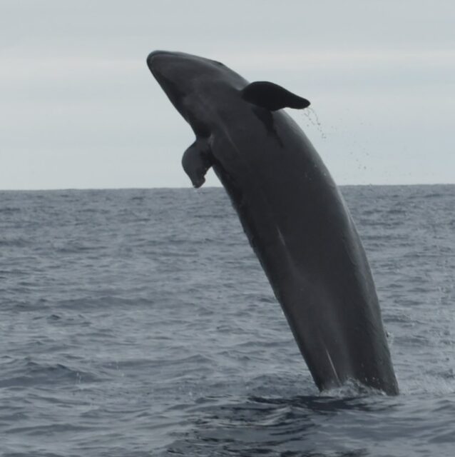 Pseudoorca crassidens breaching 😮😵‍💫🤠#wildcetaceans #falsekillerwhale #atlanticocean #zeus #blackfish #breaching #breachingwhales #picoisland #research #fieldworkresearch #novaatlantisfoundation