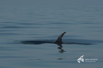 “When the cat’s away the mice will play” - The favourite pictures of the interns :)
1. “Zusje” one of our resident Risso’s
2. Spyhopping northern bottlenose whales
3. Pilot whales enjoying the calm sea
4. Striped dolphins jumping with the boat
5. Racing flying fish (50 km/h)
6. Nursing sperm whales
7. Circling Hyperoodon
8. A dorsal and a tail from the Risso’s
9. Pilot whale showing the short-finned flippers
#atlantic #azores #ribeiras #photooftheday #pictureofthedays #marinemammal #whalesofinstagram #research #fieldwork #rissosdolphins #grampus #spermwhale #pilotwhale #hyperoodonampullatus #stripeddolphin #flyingfish #marinebiology