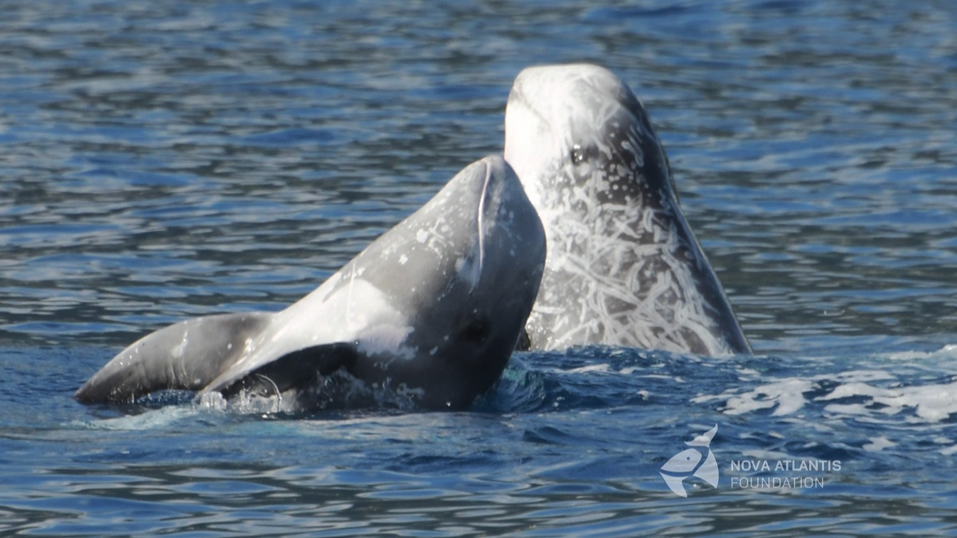 That funny moment, just before dinner time when Risso's are going crazy..
#gottalovegg #rissosrule #lateafternoonsnack #torpedotime #deepblue #foraging #ic12 #behaviouranalysis #socialecology #marinemammal #cetaceans #cetaceansofinstagram #azores #longtermresearch #fieldworkseason26