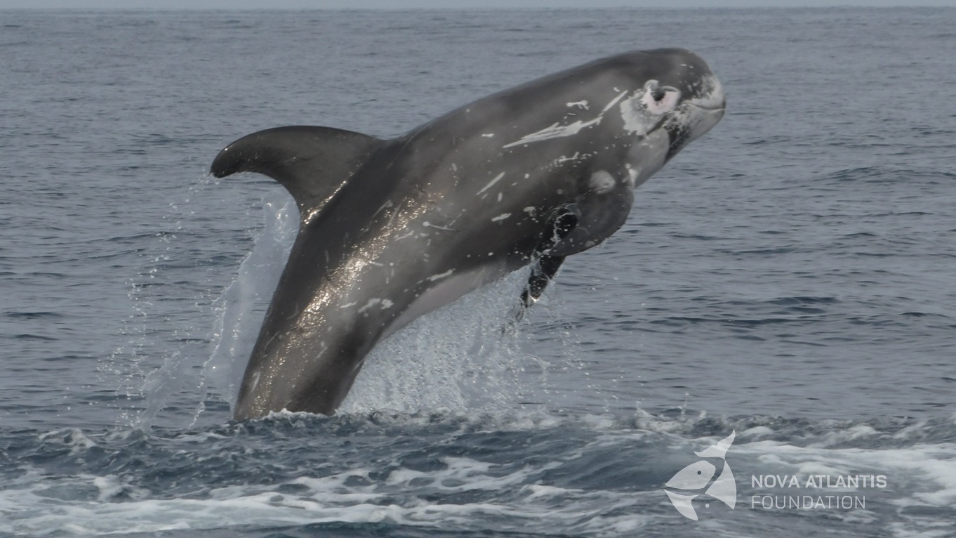 Mid August Breach
#rissosdolphin #grampusgriseus #breach
#subadult #marinelife #longtermresearch #azores #pico #nikond500 #fieldwork