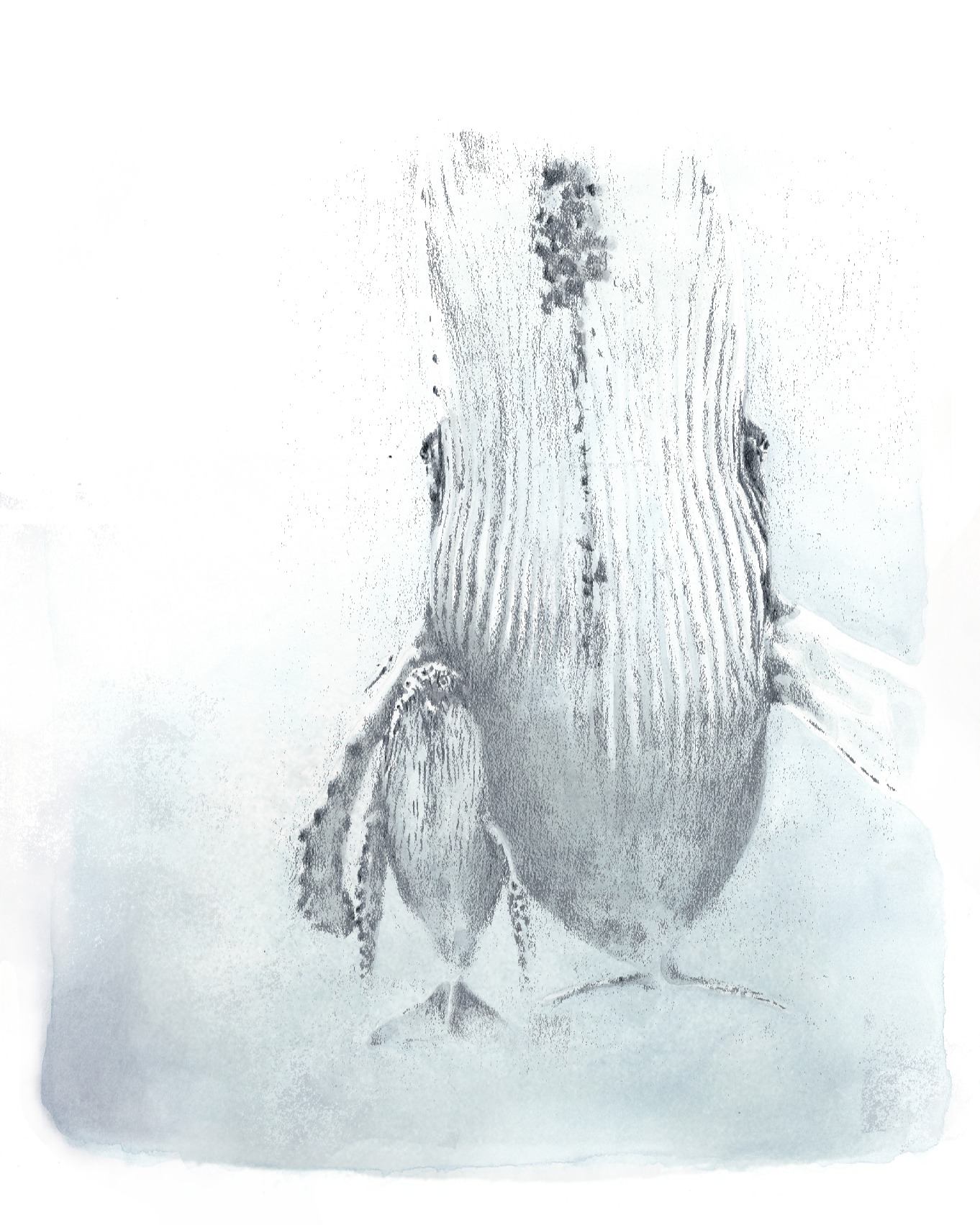 Waving goodbye to the old year and diving into the new one!
Happy holidays!
Illustration: @karin_hartman_illustrations
#humpbackwhale #motherandcalf #merrychristmas🎄 #happy2026 #mixedmédia