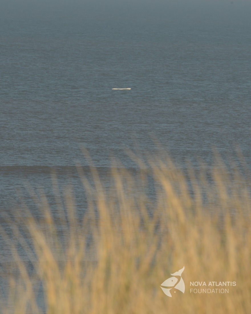 Standing on top of a high dune we were finally able to see the Beluga Whale today. And how crazy it was to see a large and completely white body breaking through the waters of the North Sea. This solitary animal has been observed for over a week now roaming the waters of the Dutch North Sea between Camperduin and Den Helder. At noon the animal seemed to follow the coastline, maintaining a rocksteady speed while travelling North. After the first excitement I could not help it but I felt sorry for the animal. Belugas are known to live in fission -fusion societies and may group together in large herds of hundreds or thousands in river estuaries for feeding and calving. They are highly social and vocal cetaceans. There are some indications that, similar to “our” Risso’s dolphins, strong non-related bonds appear. One individual being alone, going up and down in a habitat where it doesn’t belong is just super odd to observe….. Let’s see what happens in the next few days …
#beluga #northsea #landbasedwhalewatching #whitewhale #delphinapterusleucas
#dwaalgast #extremevisitor